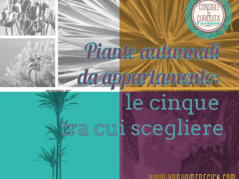 piante autunnali da appartamento