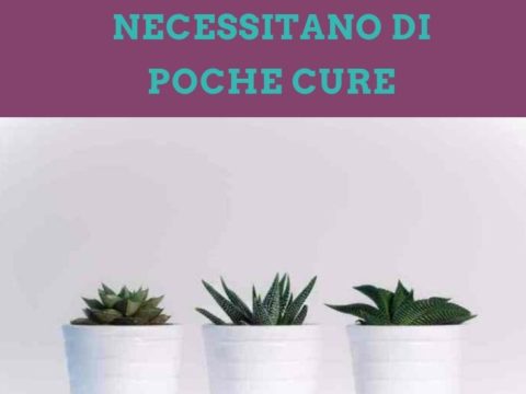 piante da appartamento che hanno bisogno di poche cure